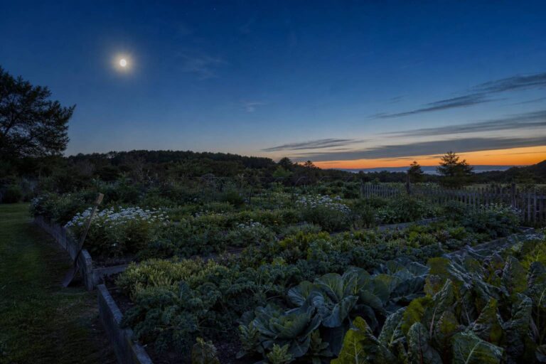 Jardiner avec la lune : comprendre le calendrier lunaire
