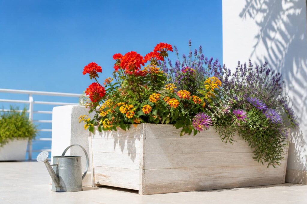 Jardinière fleurie ensoleillée avec pélargoniums et lavande sur un balcon