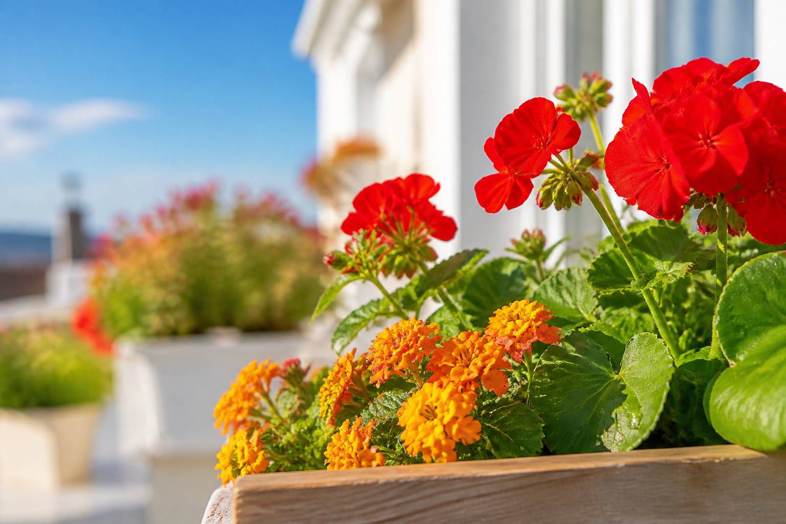 Fleurs de pélargonium rouge et lantana orange dans une jardinière ensoleillée