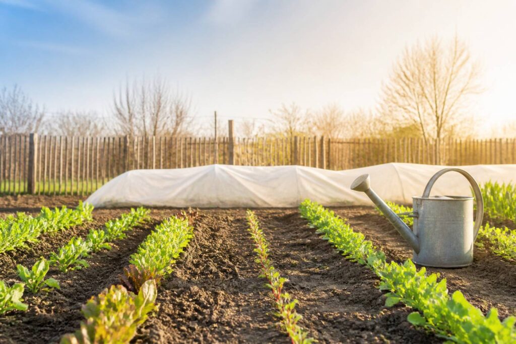 Potager printanier avec jeunes pousses en rangées, arrosoir et terre fraîchement travaillée