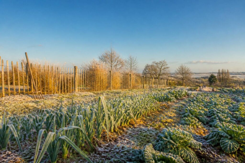 Potager d'hiver paillé de paille dorée et de feuilles mortes avec poireaux et choux sous un ciel clair