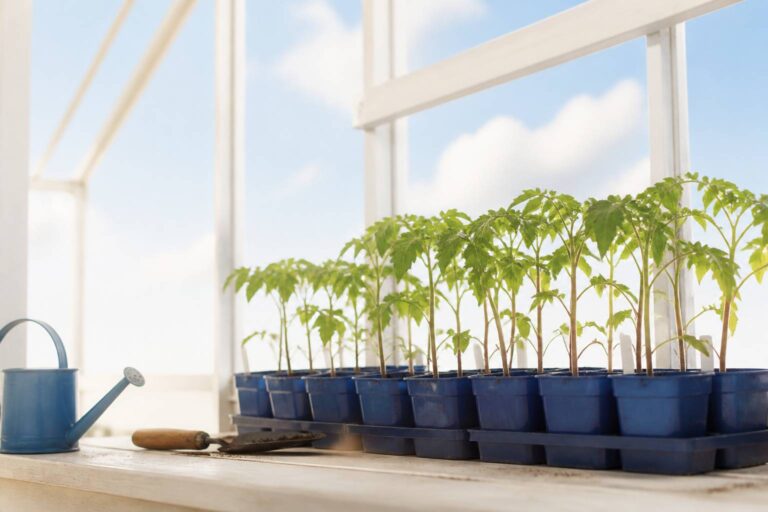 Quand repiquer les tomates pour une croissance optimale