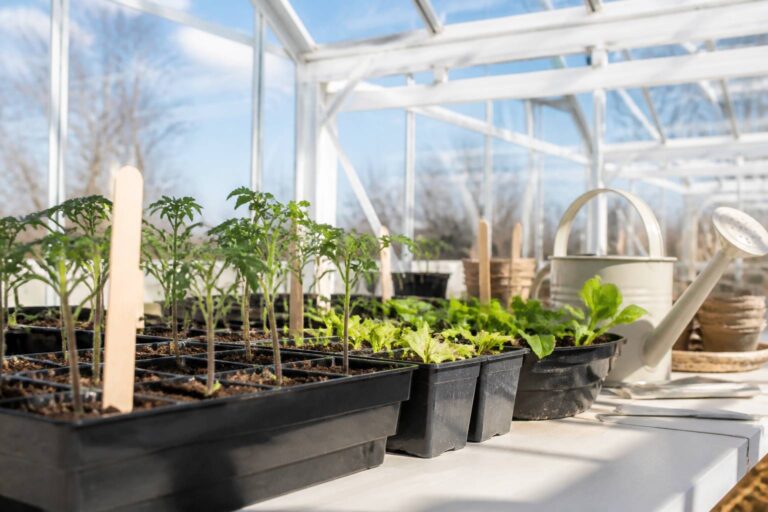 Que planter en février pour un potager réussi en 2026